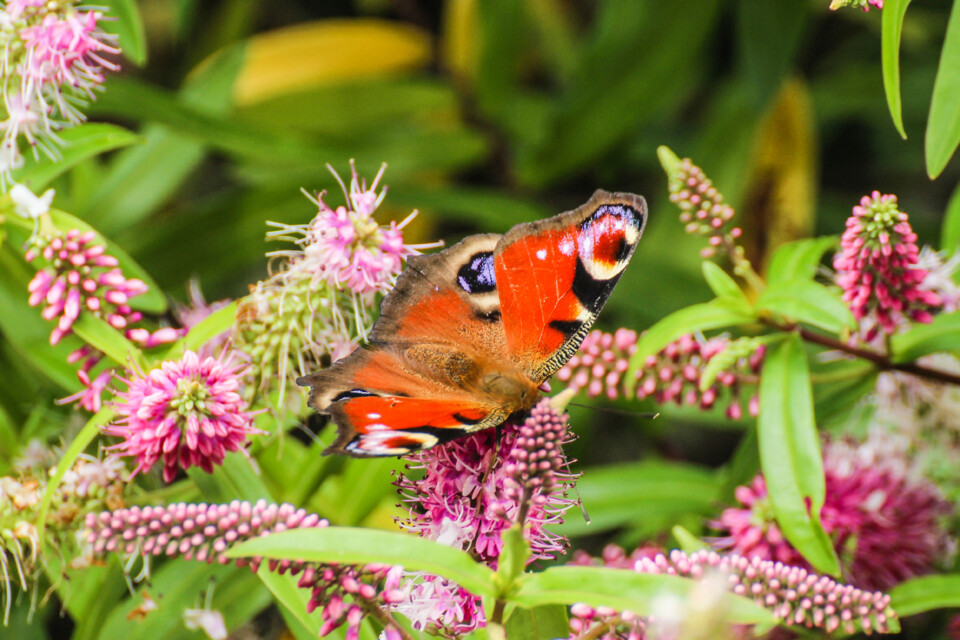 borboleta-pavao 3.jpg