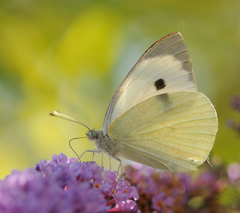 800px-ComputerHotline_-_Pieris_brassicae_(by).jpg