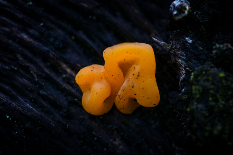 tremella aurantia 8.jpg