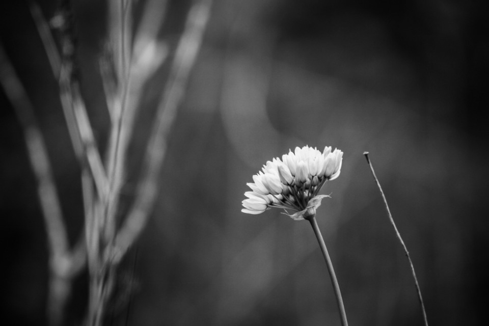 flor 4.jpg flor 4.jpg