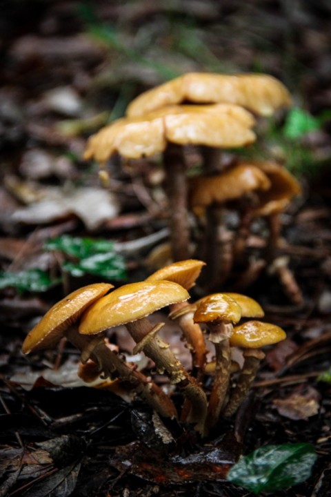 cogumelos montachique 15.jpg