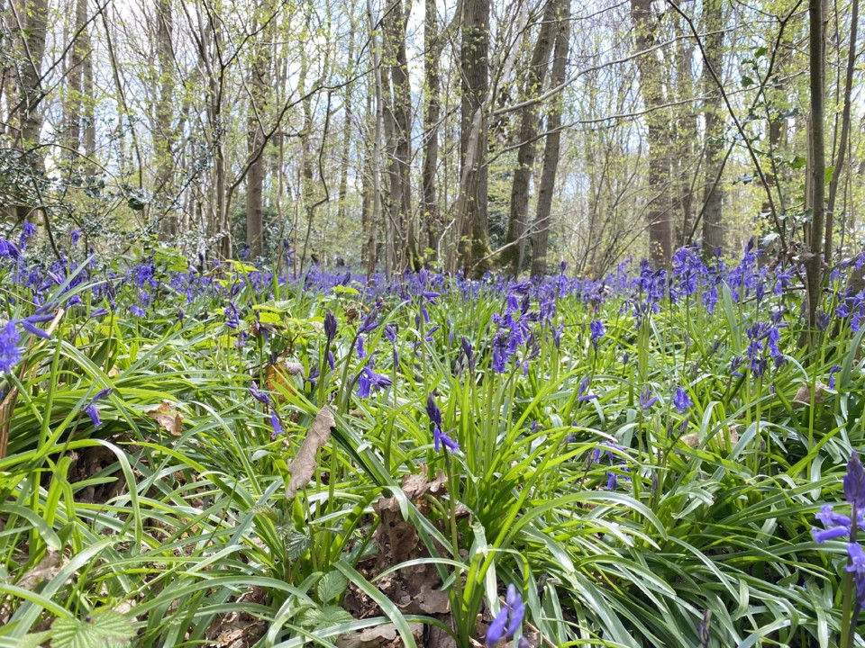 bluebells-walk21.jpeg bluebells-walk21.jpeg