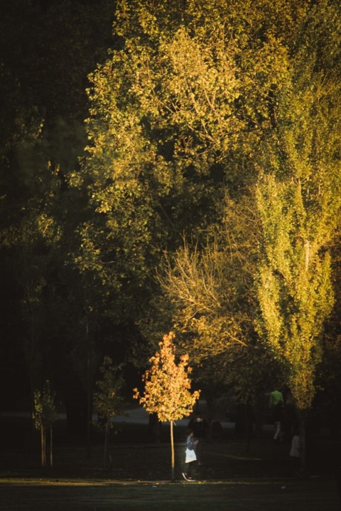 outono_quinta_das_conchas 4.jpg