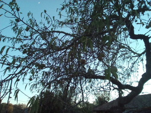 Original DAPL. Amendoeira Verão III. 2017.jpg