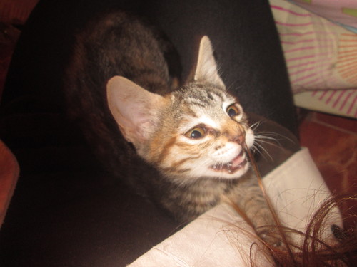 IMG_2453.JPG IMG_2453.JPG