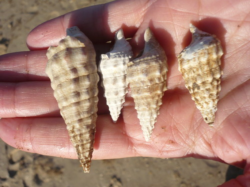 búzios na palma da mão