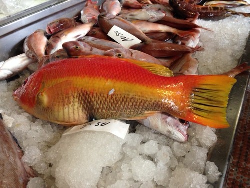 IMG_8466.JPG IMG_8466.JPG