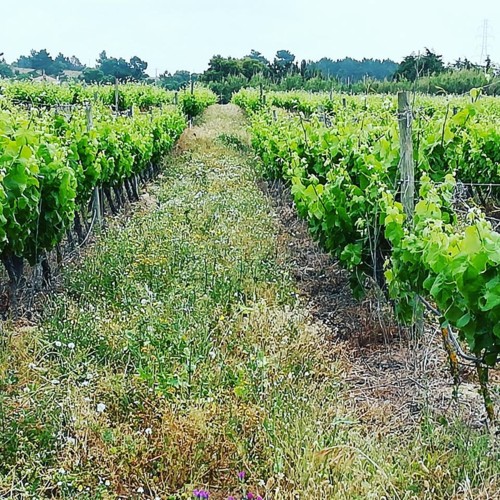 33191125_1100090433464050_2791173398833659904_n.jp 33191125_1100090433464050_2791173398833659904_n.jp