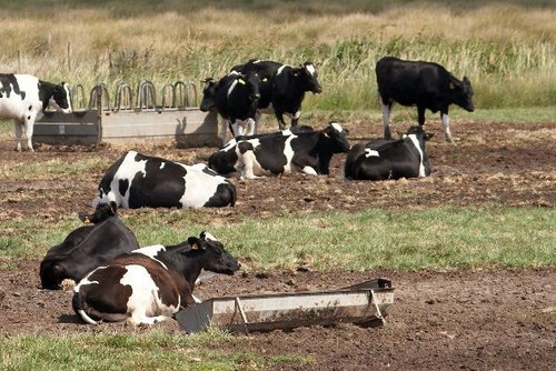 Vacas.jpg
