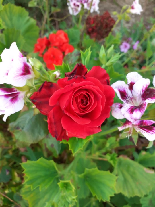 Rosa e Malvas Rosas. Foto original. 2021. 04. jpg