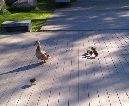 15 Abril 2017 (1).jpg