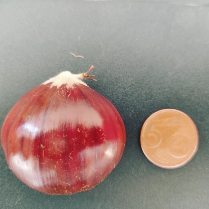 396717713_714762607347819_8981911743474681370_n.jp