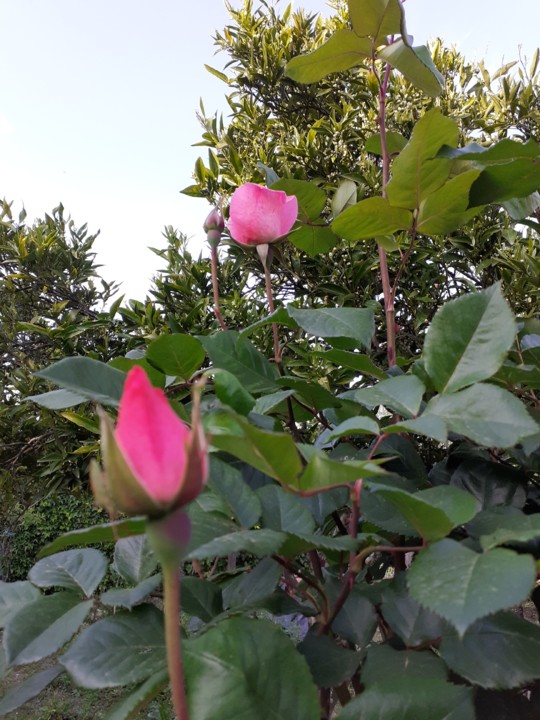 Rosas botões. Foto original. 2021. 04. jpg