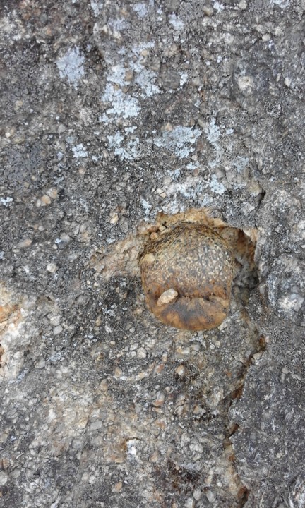 Bufa de Lobo. Boi DÁgua. Foto original. 2020. jpg