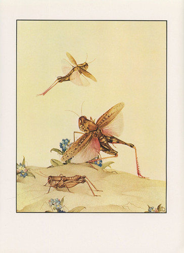 gafanhoto quadro.jpg