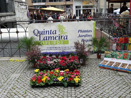 Feira do Queijo Em Seia !!! 215.jpg