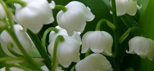 muguet ramo.jpg