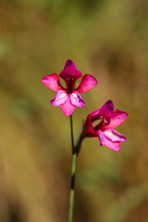 biodiversidade 5 b.jpg