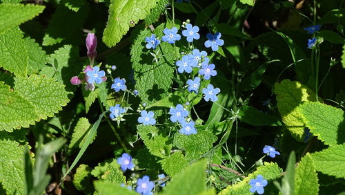 flores.jpeg flores.jpeg