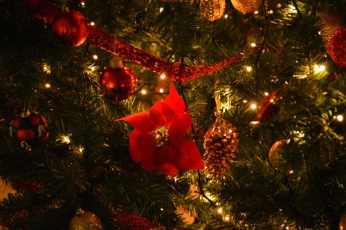 Arvore2018 (1 de 1).jpg