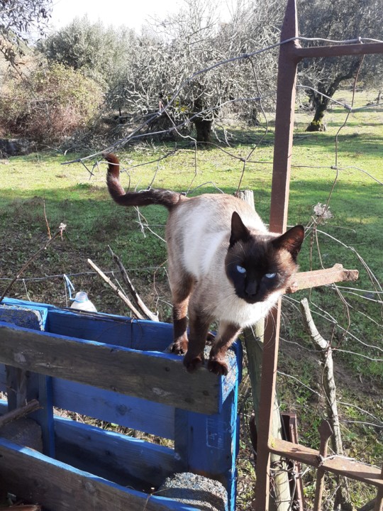 Gato a saltar. Foto original. 2021.12.24.jpg