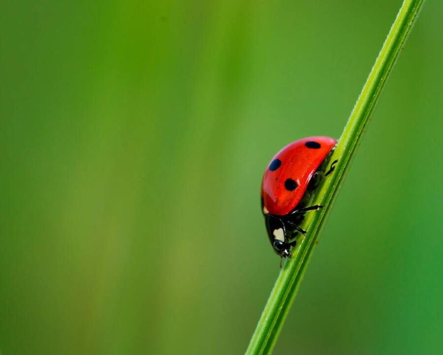 joaninha_Diogo Oliveira.jpg