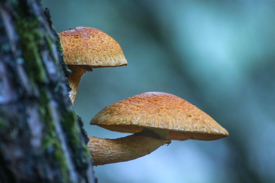 cogumelo do riso 4.jpg