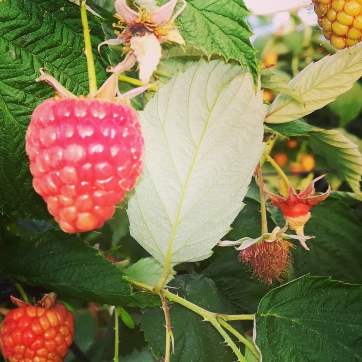 59724164_1362330077240083_8166528272054616064_n.jp