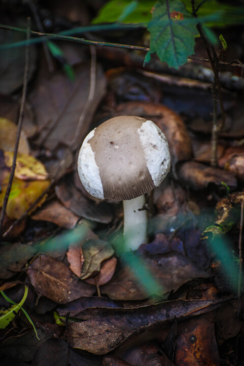 amanita vaginata 1.jpg