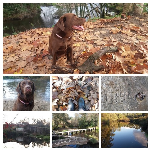 20161104_141139-COLLAGE.jpg 20161104_141139-COLLAGE.jpg