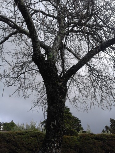 Catalpa. Original DAPl. 2017.jpg