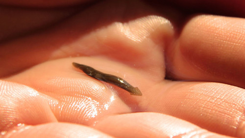 Planárias.jpg Planárias.jpg