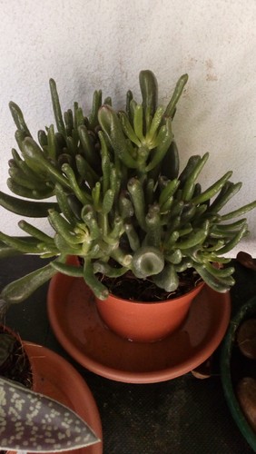 IMG_20170816_124923.jpg IMG_20170816_124923.jpg