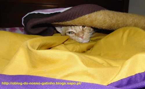 gatocamuflado023.JPG