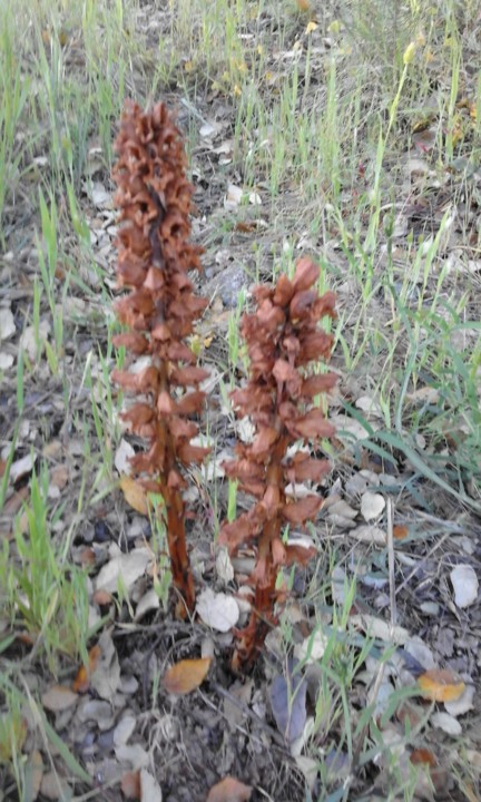 Erva Toira. Foto original. 2020. 04. jpg