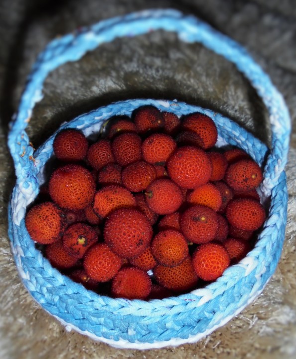 Medronhos.JPG Medronhos.JPG