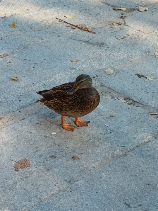 Não me canso disto Park3.jpg