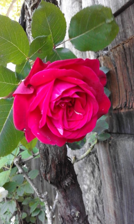 Rosa Vermelha. Foto Original. 2020. 04.jpg