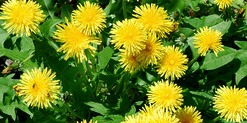 Dente de Leão - Taraxacum officinale - Plantas Aromáticas - Bio