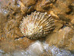 Lapaferrugiena.jpg Lapaferrugiena.jpg