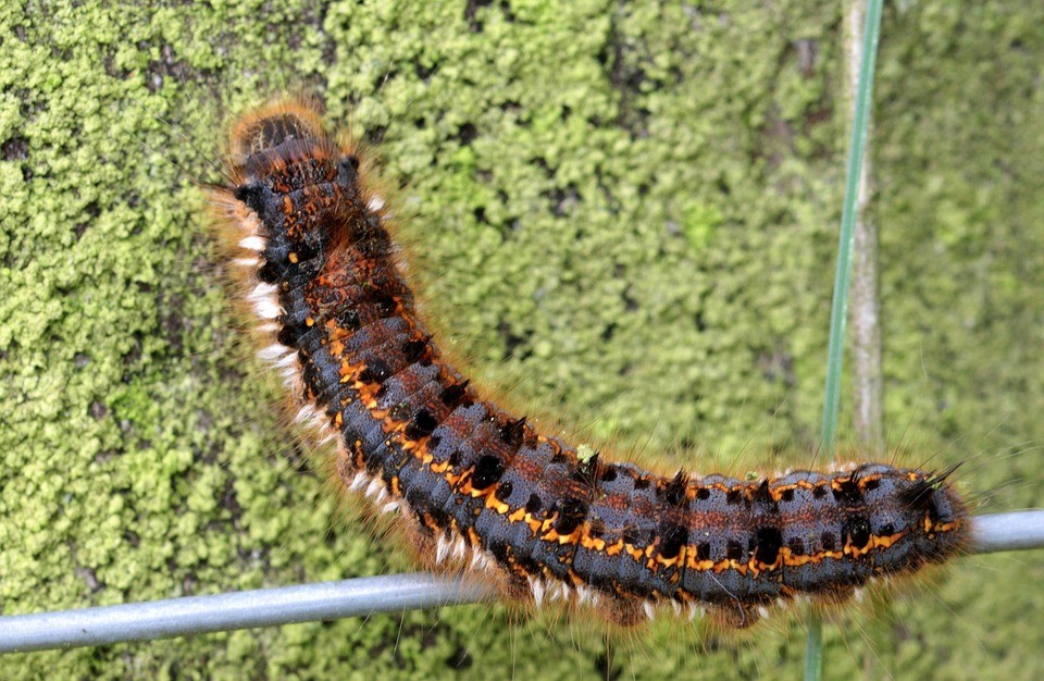 caterpillar2.jpg