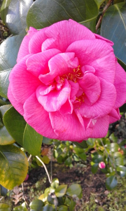 Camélia. Foto Original. 2020. 01.jpg