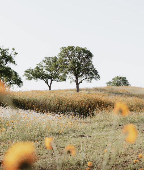 alentejo.jpg