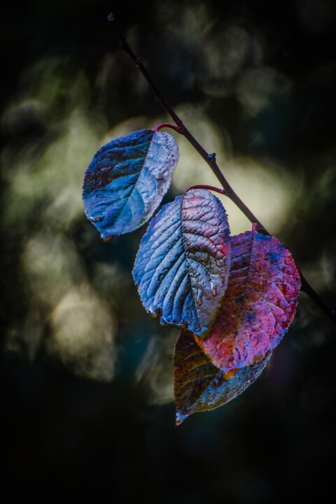 quinta das conchas 8.jpg