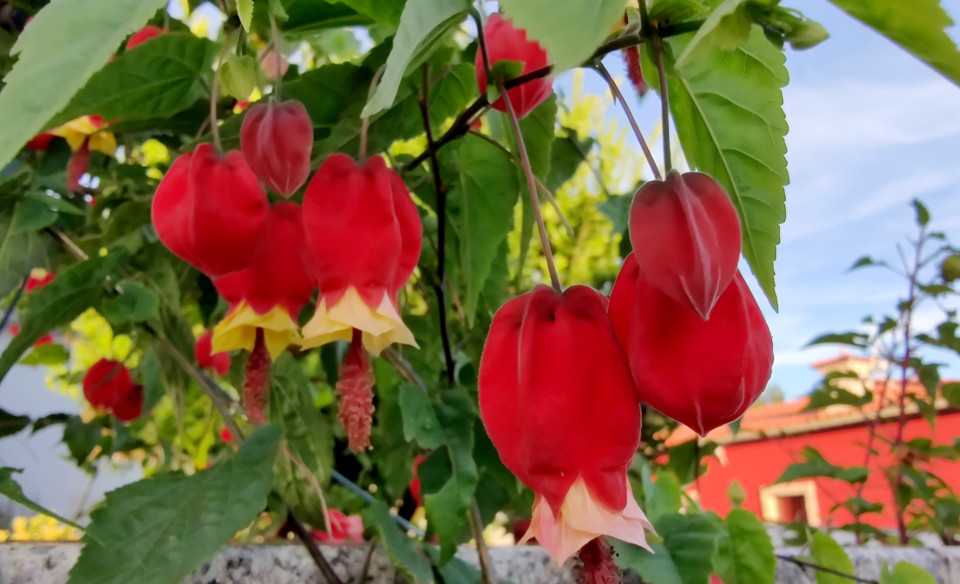 Flor outono vermelho.jpg