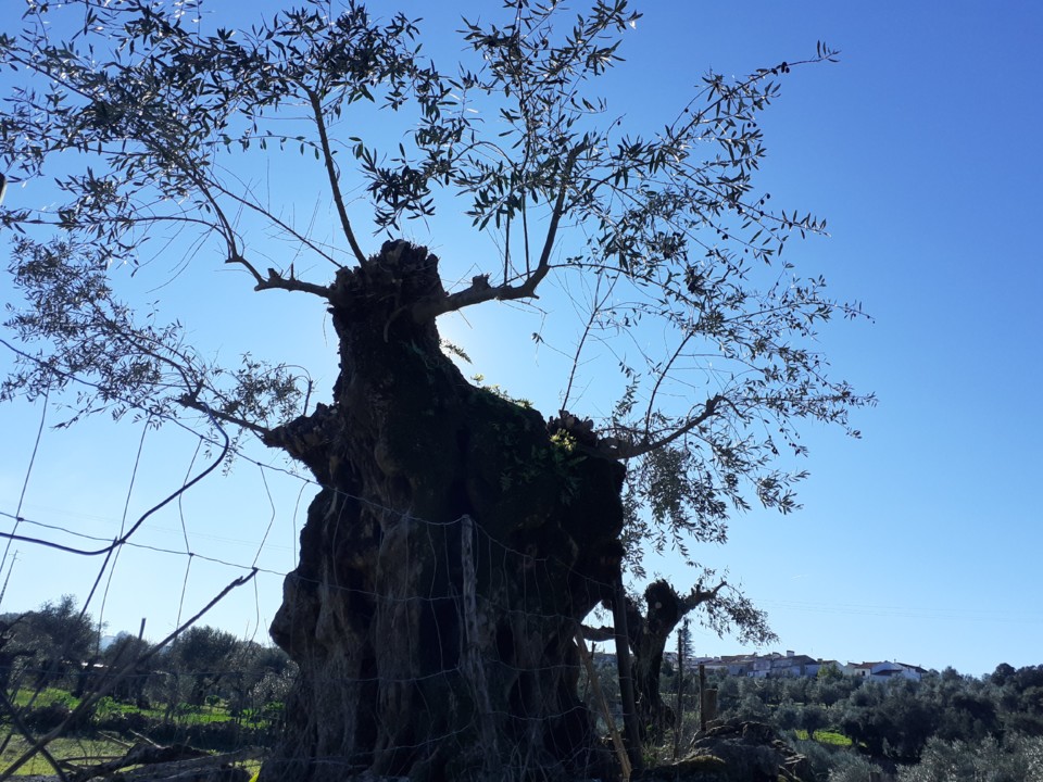 Oliveira Milenar I. Foto Original. 2022.01.12.jpg