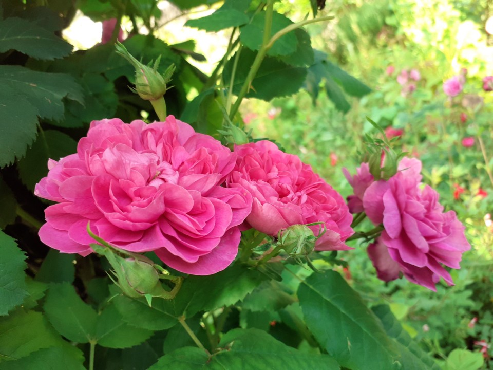 Rosa de Cheiro V. Foto Original. 2021.05.02.jpg