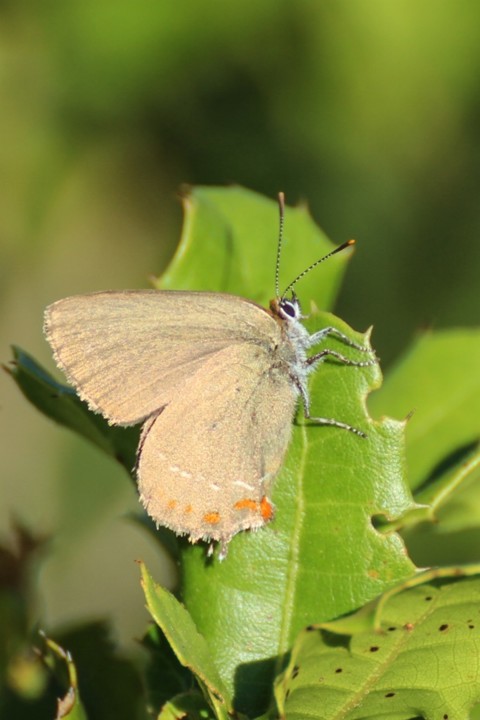 satyrium esculi 1.jpg