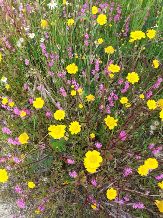 Boninas e ... Foto Original. 2021.05.11. jpg