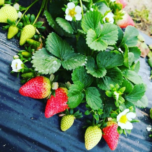 28685702_1060098497463244_6639463324531949504_n.jp